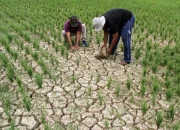 Hujan Tidak Turun, Petani Menghadapi Dilema Kekeringan dan Banjir