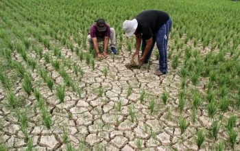 Hujan Tidak Turun, Petani Menghadapi Dilema Kekeringan dan Banjir