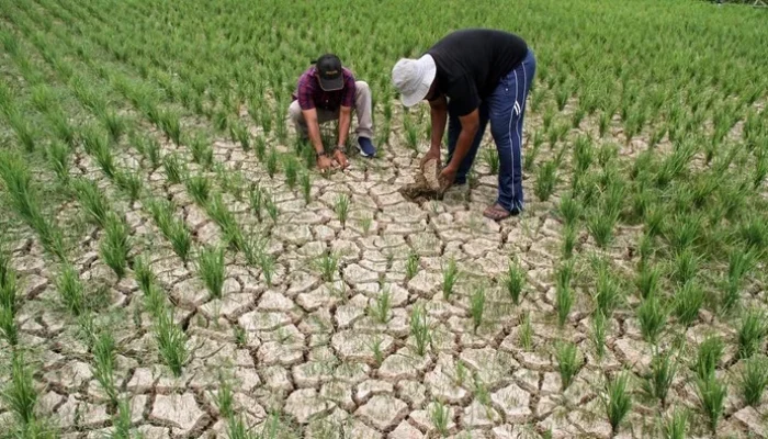 Hujan Tidak Turun, Petani Menghadapi Dilema Kekeringan dan Banjir