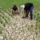 Hujan Tidak Turun, Petani Menghadapi Dilema Kekeringan dan Banjir