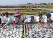 Jala Menjadi Bagian Penting dalam Kehidupan Nelayan dan Masyarakat