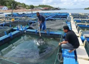 Mencari Sumber Cuan Baru: Pembudidaya Ikan dan Strategi Keuangan