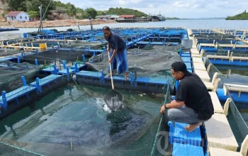 Mencari Sumber Cuan Baru: Pembudidaya Ikan dan Strategi Keuangan