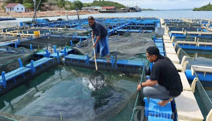 Mencari Sumber Cuan Baru: Pembudidaya Ikan dan Strategi Keuangan