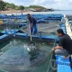 Mencari Sumber Cuan Baru: Pembudidaya Ikan dan Strategi Keuangan