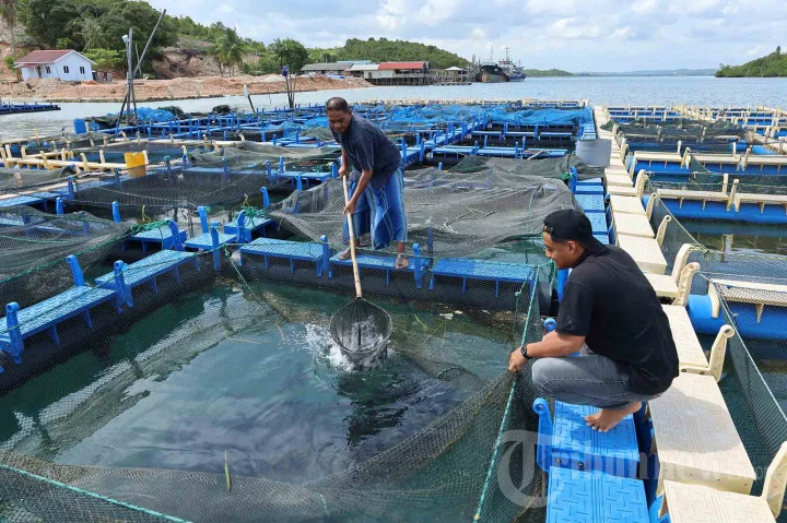 Mencari Sumber Cuan Baru: Pembudidaya Ikan dan Strategi Keuangan