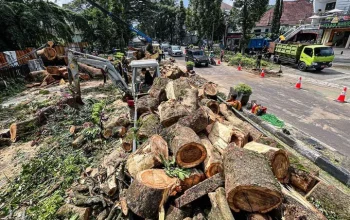Penebangan Pohon di Bandung: Wali Kota Farhan Tegaskan Sanksi Tegas dan Transparansi