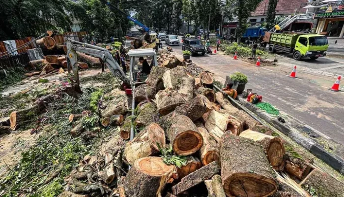 Penebangan Pohon di Bandung: Wali Kota Farhan Tegaskan Sanksi Tegas dan Transparansi