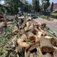 Penebangan Pohon di Bandung: Wali Kota Farhan Tegaskan Sanksi Tegas dan Transparansi