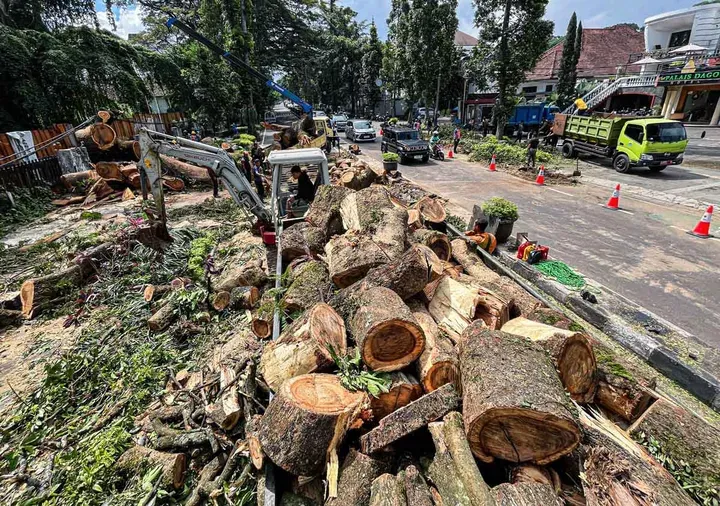 Penebangan Pohon di Bandung: Wali Kota Farhan Tegaskan Sanksi Tegas dan Transparansi