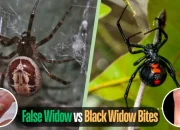 Penipu 'Black Widow' Dibekuk Setelah 16 Bulan Bersembunyi di Tenerife